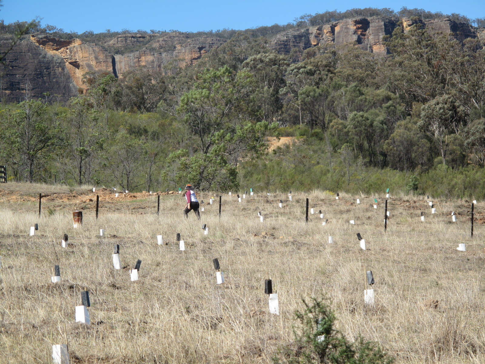 Regent Honeyeater recovery program treeplanting.jpeg