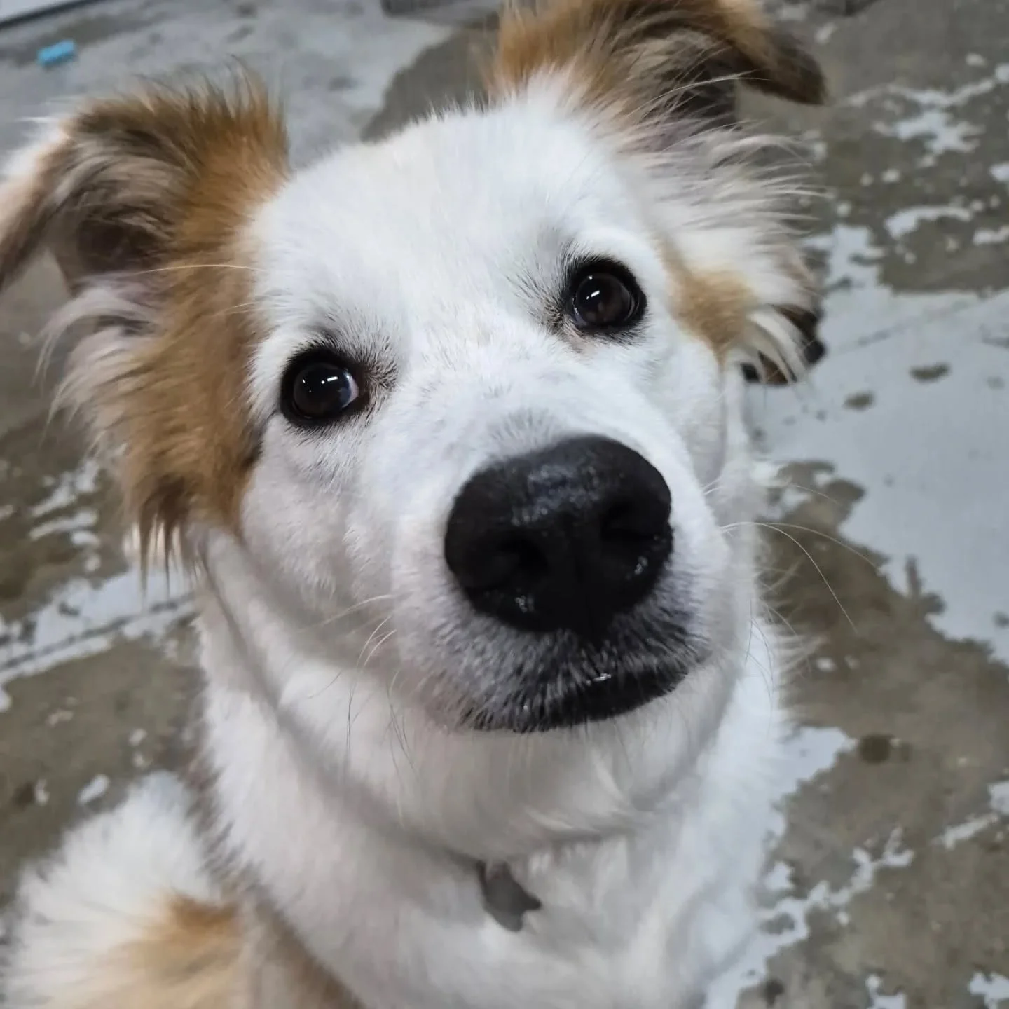 Just some pretty girls 🐕🐶

#Embarkdaycare #PortMoodyBC 
#portmoodydogs #dogsofcoquitlam
#dogdaycare