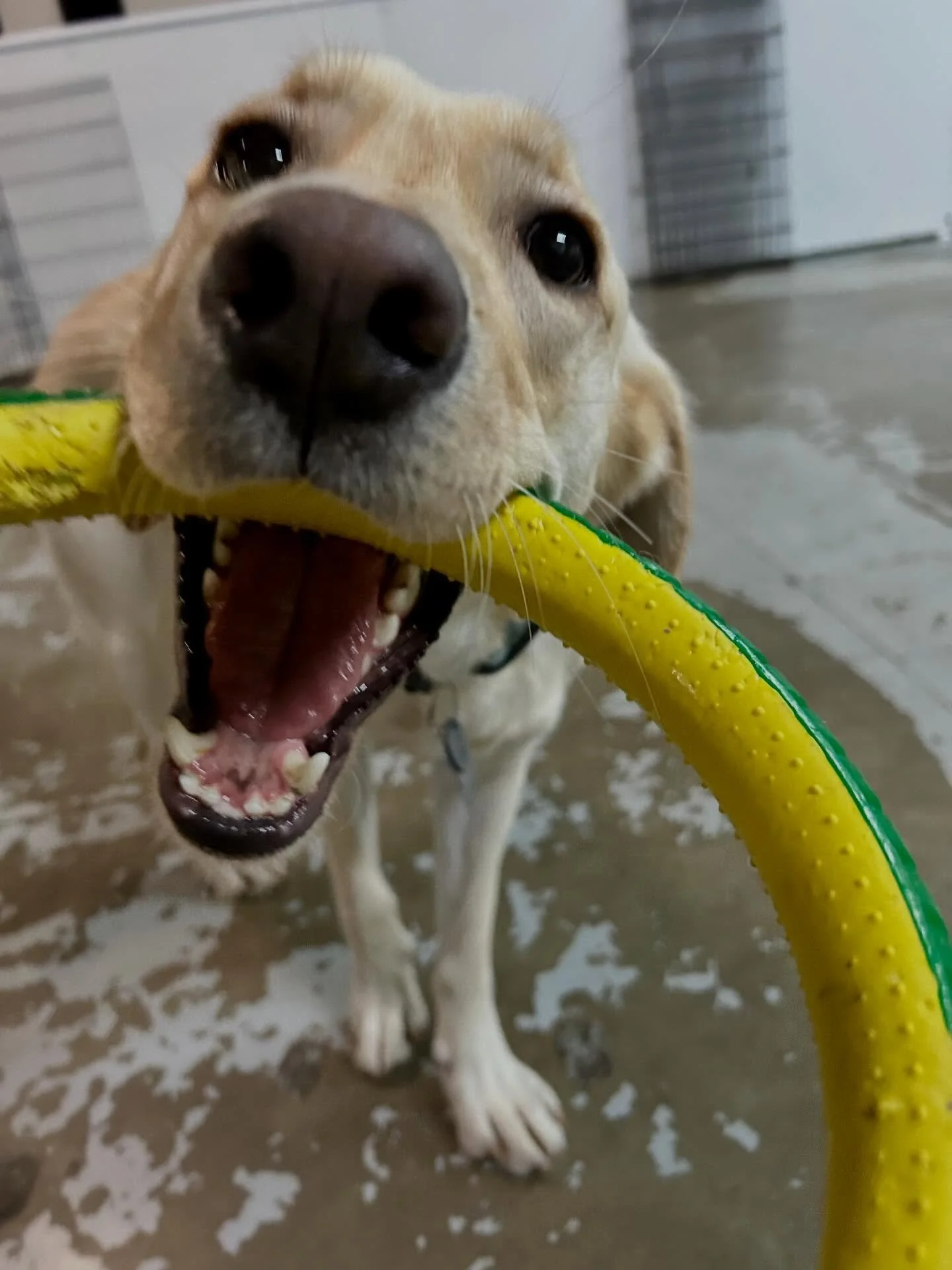 Nothing but a good time when Mint is in the house! Having fun well waiting for her personal chauffeur to arrive. 🚗. #dogs #dogsarethebest #dogslover #dogsofinstagram #dog