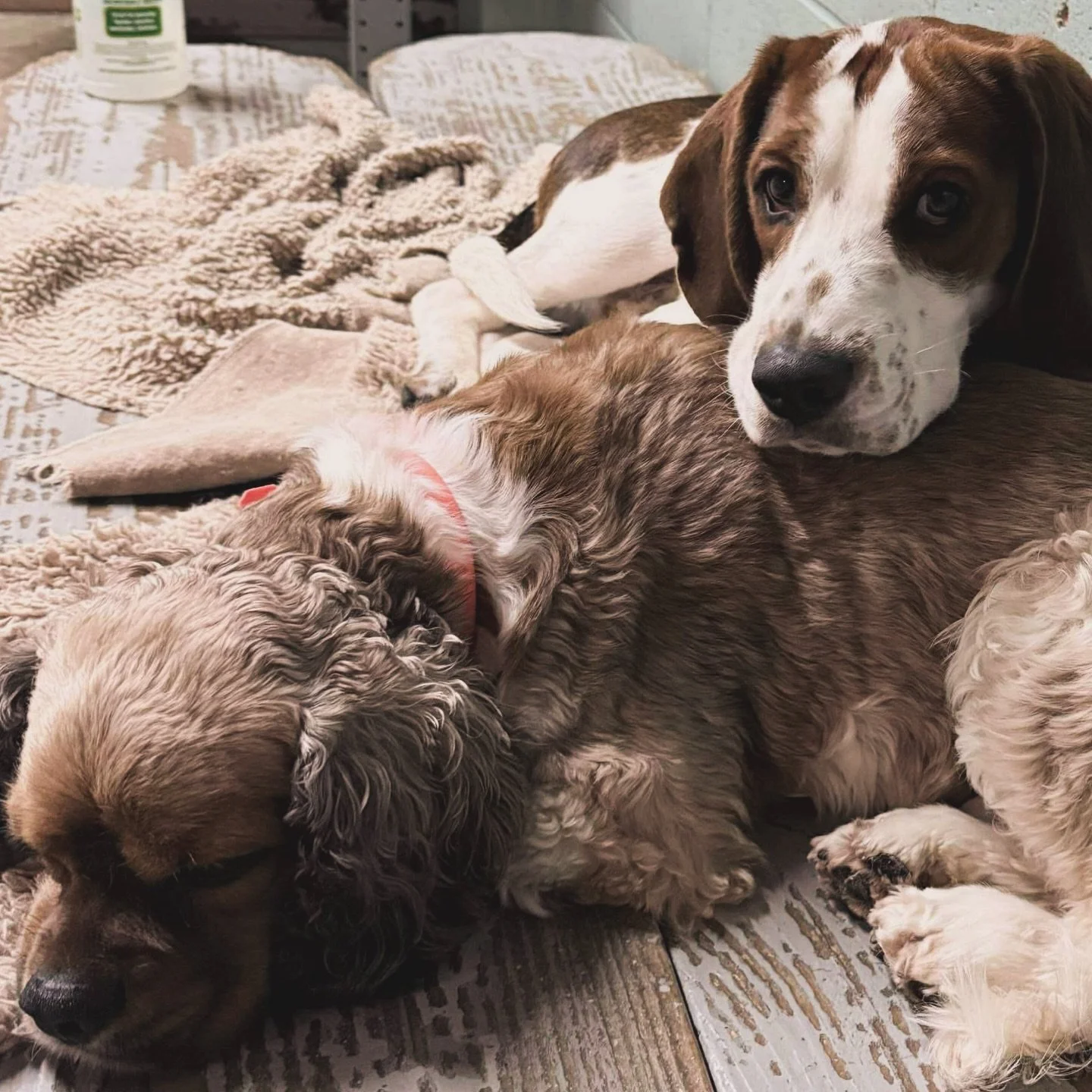 Happy cozy New Year dear Embark humans🥰 May it be filled with love joy and wagging tails❤️❤️❤️