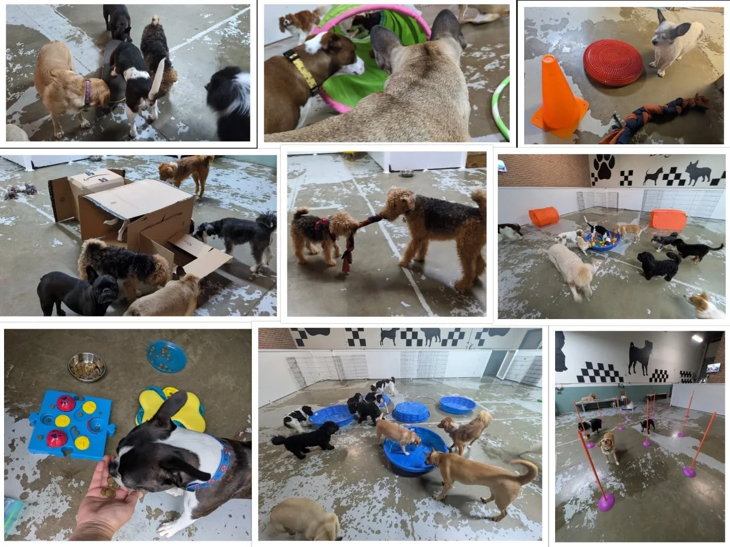 Dear humans, we would like to share with you how we have our time at emBARK enriched with sensory, occupational, physical, social, and nutritional activities. 

Happy New Year! 

Your dogs 🐾