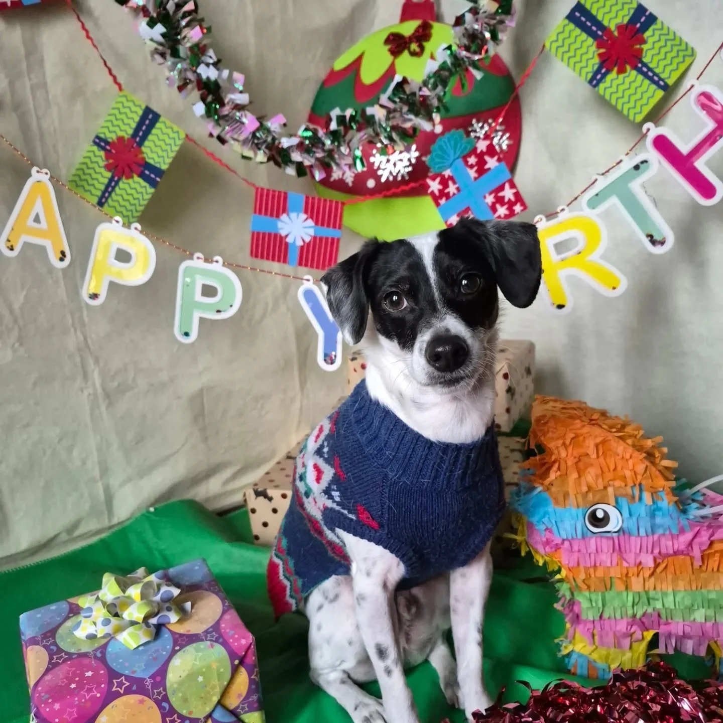 Happy Birthday to our December pups
Meeko and Finn, we adore you more then words can say 🎄🎅 ❄️☃️ 

#birthday #christmas #December 
#portmoodydogs #Dogdaycare