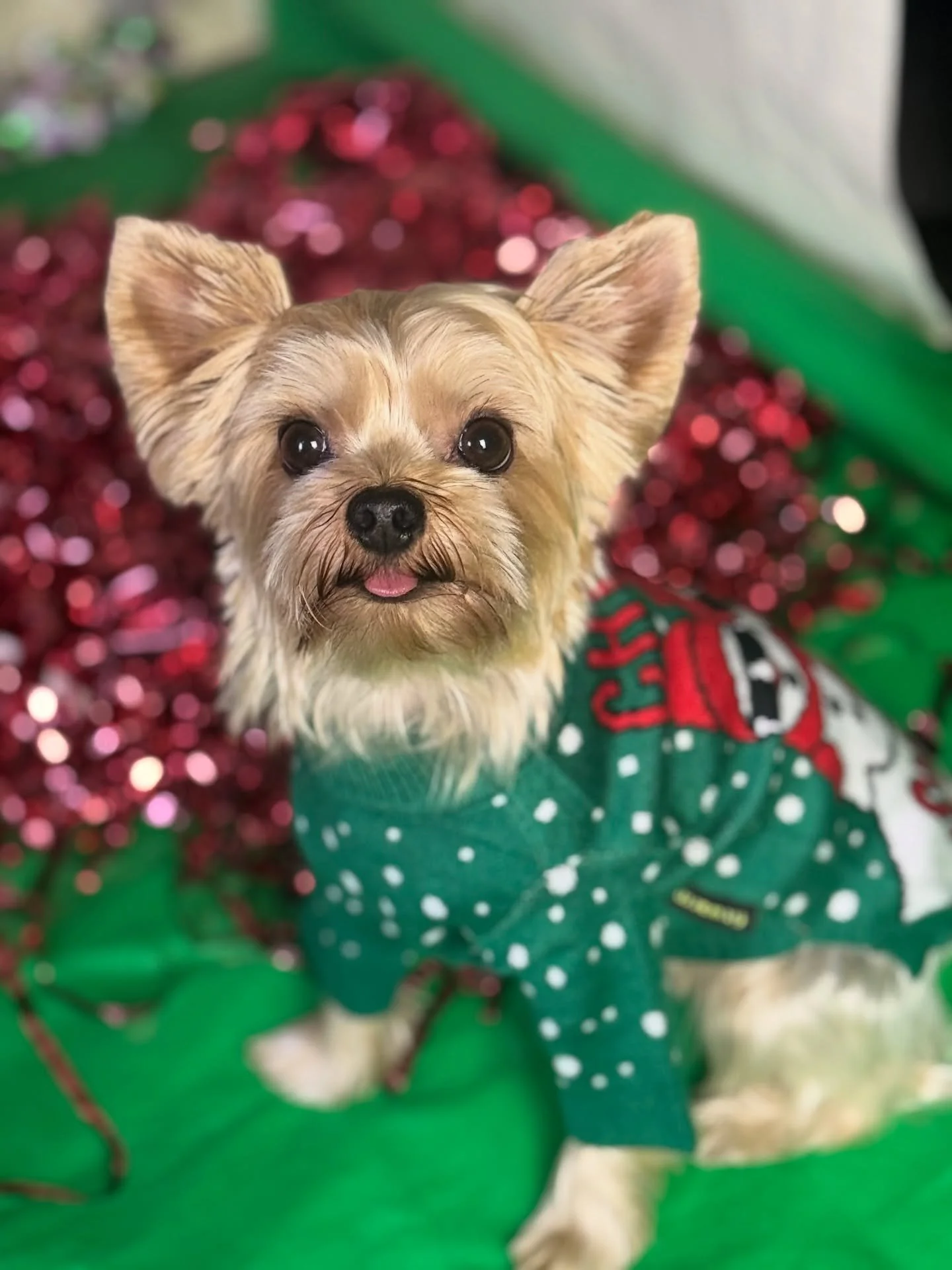 Celebrating International Ugly Sweater Day! 🧶
Except&hellip; our sweaters aren&rsquo;t ugly at all 😄
And our pups? They&rsquo;re so, so beautiful 🐾💖

Just a reminder that our schedule will be changing starting next week for winter holiday hours. 