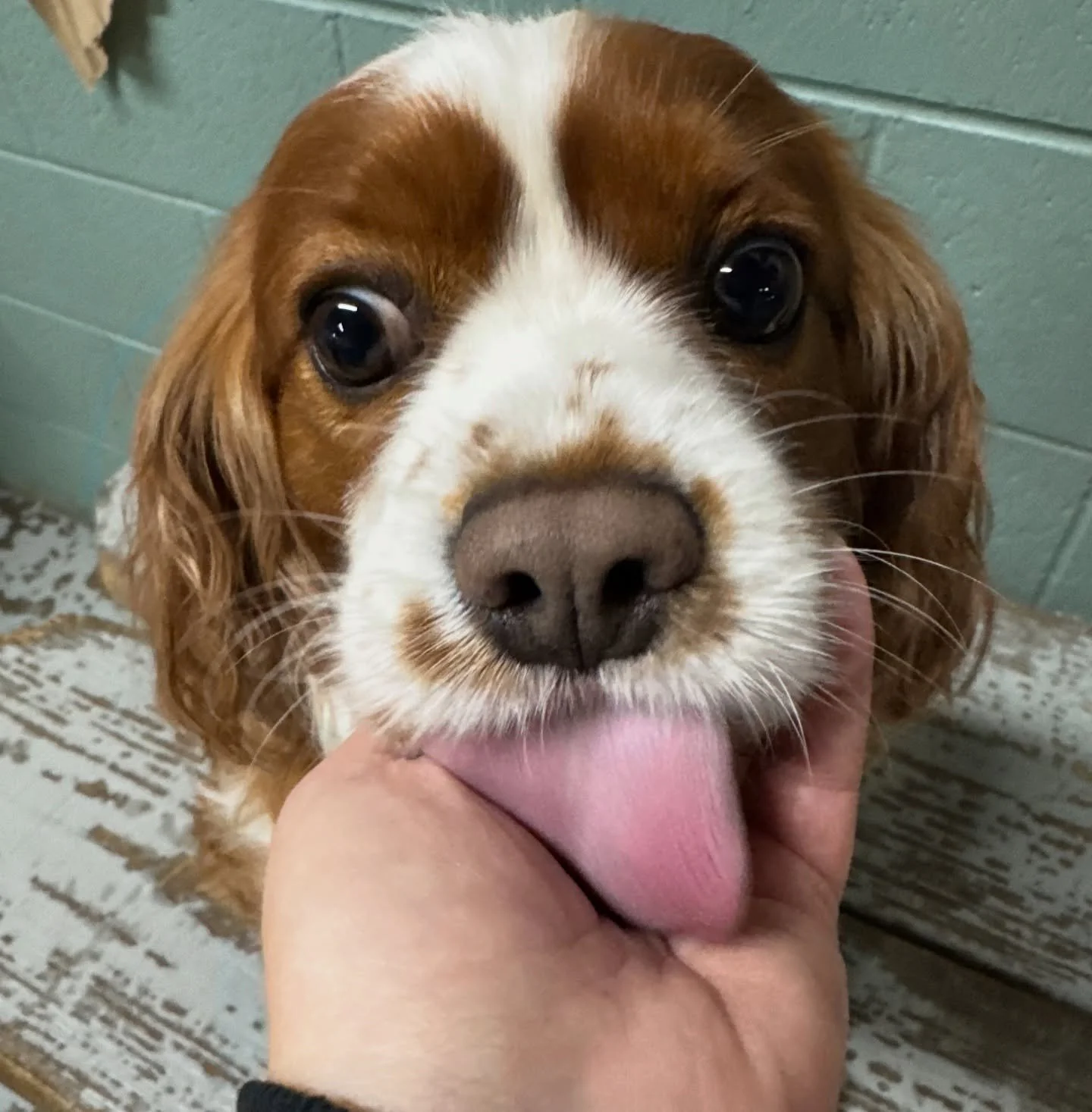 This WEDNESDAY!!! Big WOOFMAS party!!! Prizes for the best outfits 🥰🥰