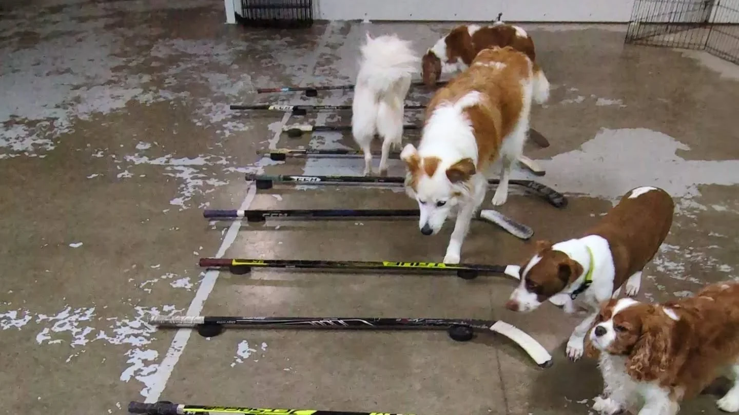 The dogs had a blast at Embarks Enrichment day. 🐕🐶
Fun pictures and videos for all those pup parents who are intrested 😃 

#enrichmentfordogs #PORTMOODYDOGS
#EmbarkDaycare #dogdaycare #dogsofportmoody #dogsofinstagram
#PortMoodyBC #puppiesofinstag