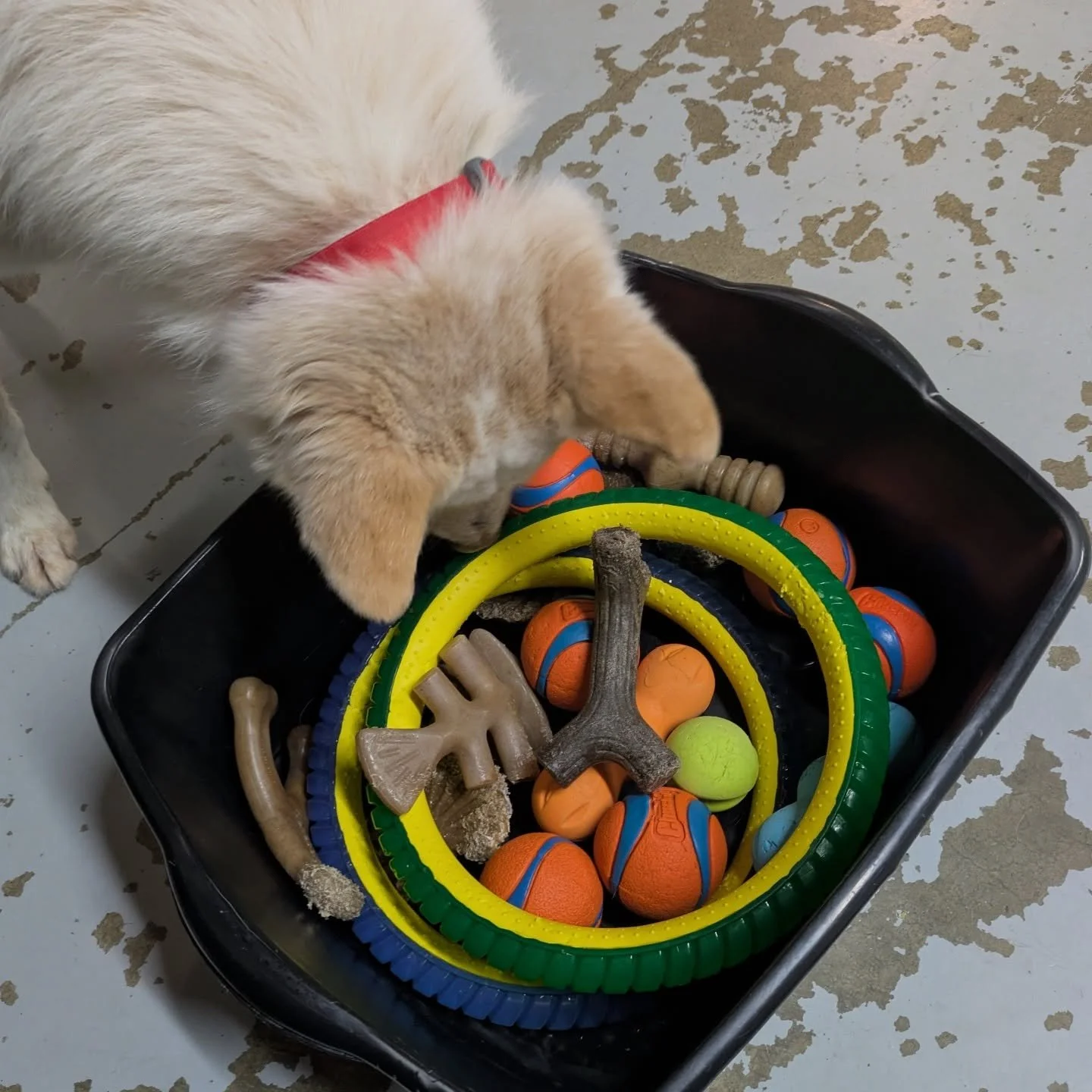 We do enrichments at the daycare all the time to keep pups happy and smart, but tomorrow is going to be extra special. It is our festive fun enrichment day all day and we are sooo excited!!!!!!!! 

Bring your pup for holiday themed nose games, sniffi