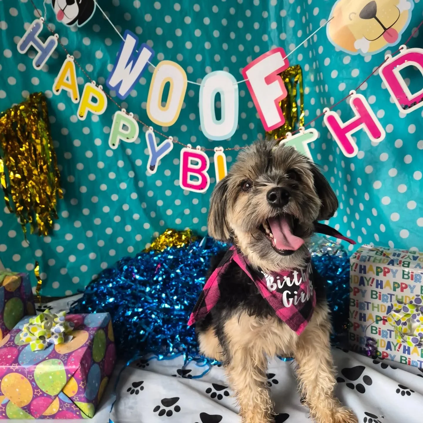 Happy Happy Happy Birthday 
to our January pups 🐶 🎂🥳🎉🎈🎁
Nellie, Wags and Reggie 💕

#Embarkdaycare #dogsofportmoody 
#dogsofinstagram #birthday #Dogdaycare