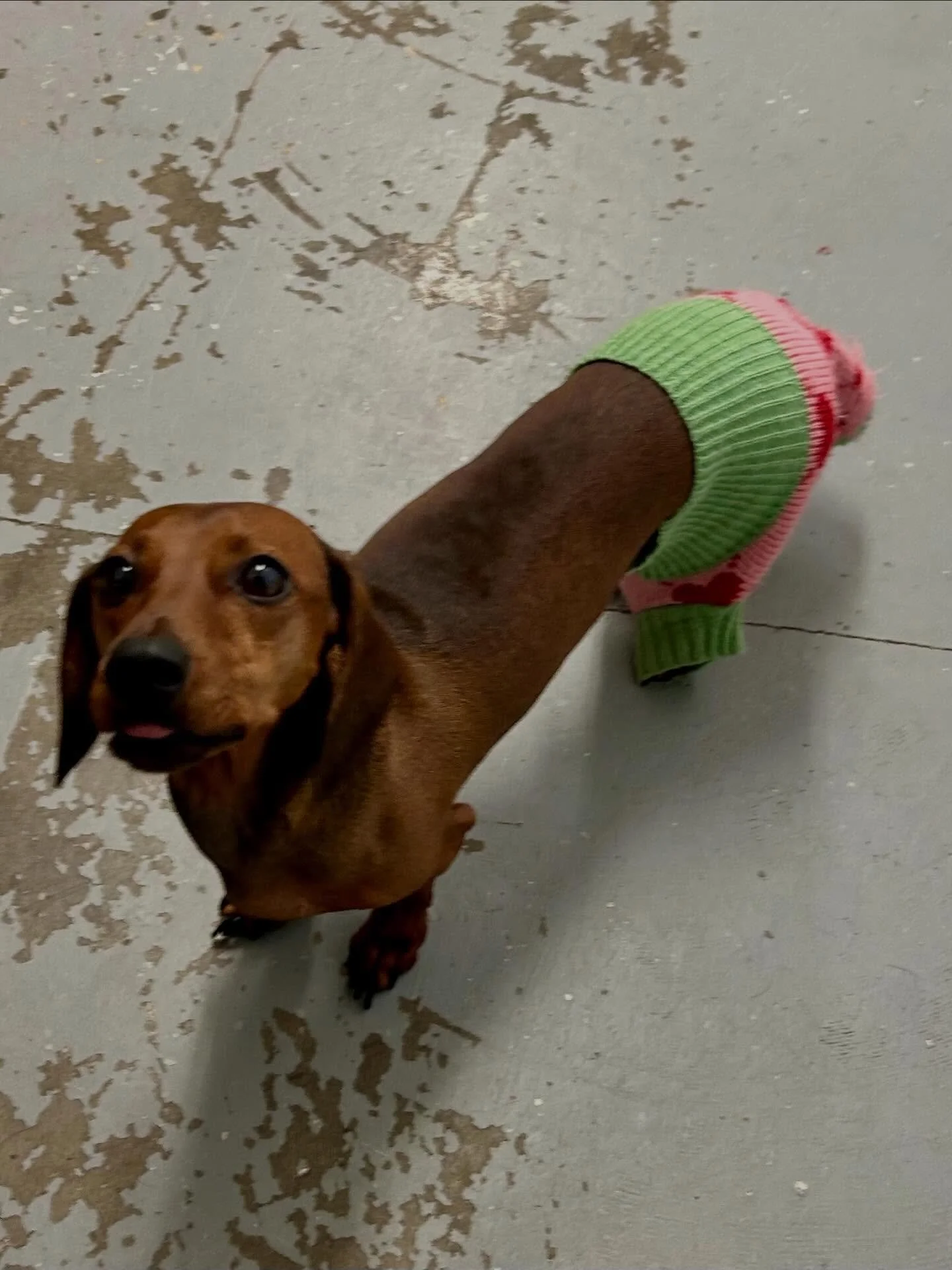 Our little diva Cala setting her own fashion trends and strutting her stuff on the catwalk! 🐈  @salchi_cala  #dog #dogs #dogsofinstagram #dogsofportmoody #doglife