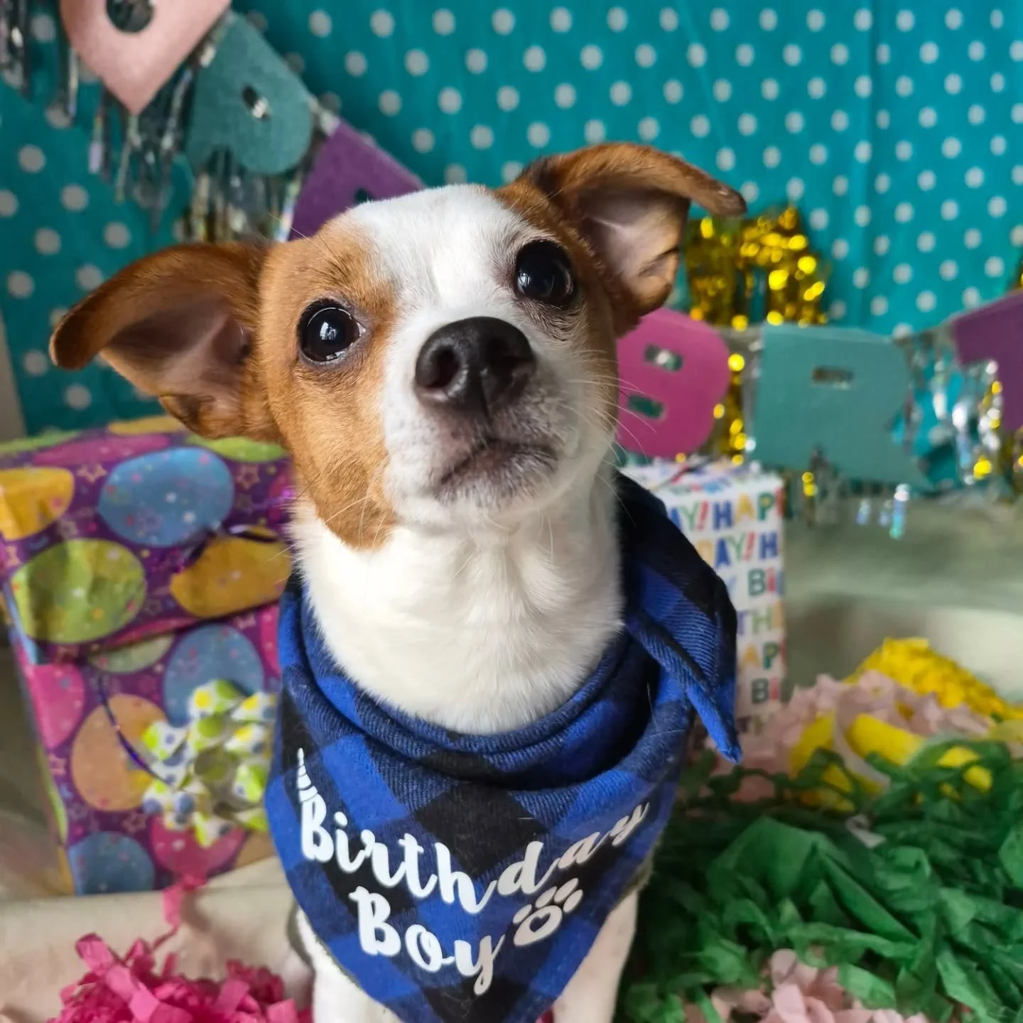 Happy Happier, Happiest birthday 🎂🥳🎈🎁
to our February pups Bob, Bentley and Mint We adore you and your cuteness

#birthdaybarkday #EmbarkDaycare 
#PortMoodyBC #coquitlambc 
#dogdaycare