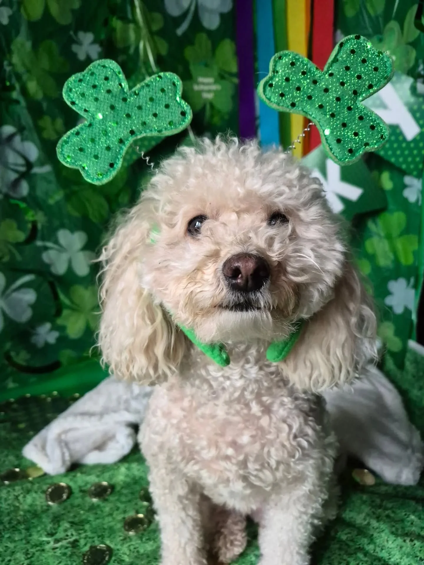 Happy St Patricks Day☘️☘️
Mia, Kumo, Darcy, Angus, Roxy, Arthur,
Zoe, Salchy,Chicho, Jasper, and Cala 

#stpatricksday #Embarkdaycare 
#dogdaycare #PortMoodyBC 
#PORTMOODYDOGS