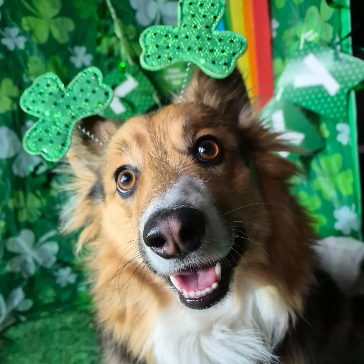 Happy St Patricks Day☘️☘️ 
Unagi, Piper, Archie, Sloan, Ruby, Cooper,
Zya, Pebble, Meeko, Tripper, Maisie, 
Alfred, Lady and Bug, Ashley, Joey, 
Nellie and Finn

#stpatricksday☘️ #Embarkdaycare
#doggydaycare #PortMoodyBC 
#dogsofcoquitlam