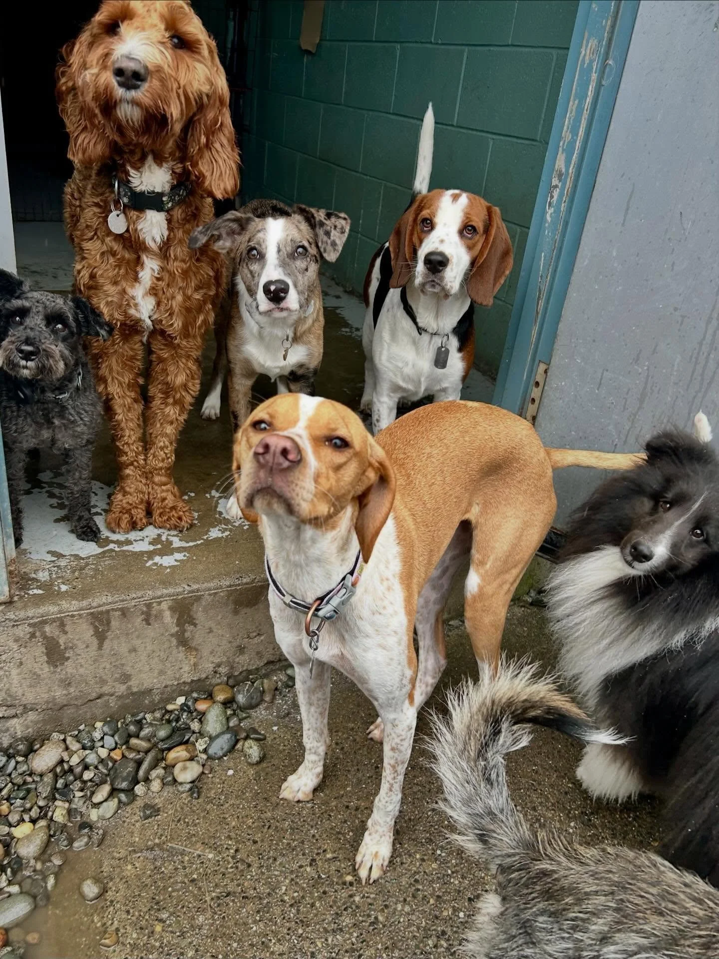 Welcome to all our new friends that have joined us in 2026 so far! ❤️ 
@sophieandtongue_  @nugget_and_noodle_ 
#dogsofinstagram #dog #dogs #dogsofportmoody #doggydaycare