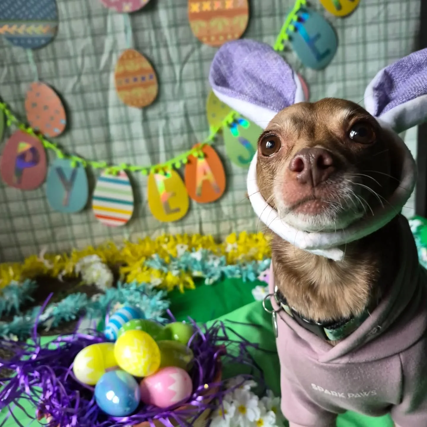 A very Hoppy Easter from Embark🐰 🐣
Featuring Luna, Pixie, Booberry, Archie,
Rocky, Arthur, Tripper, Mia and Freddie 

#embarkdaycare #dogdaycare #happyeaster
#PortMoodyBC #coquitlam
