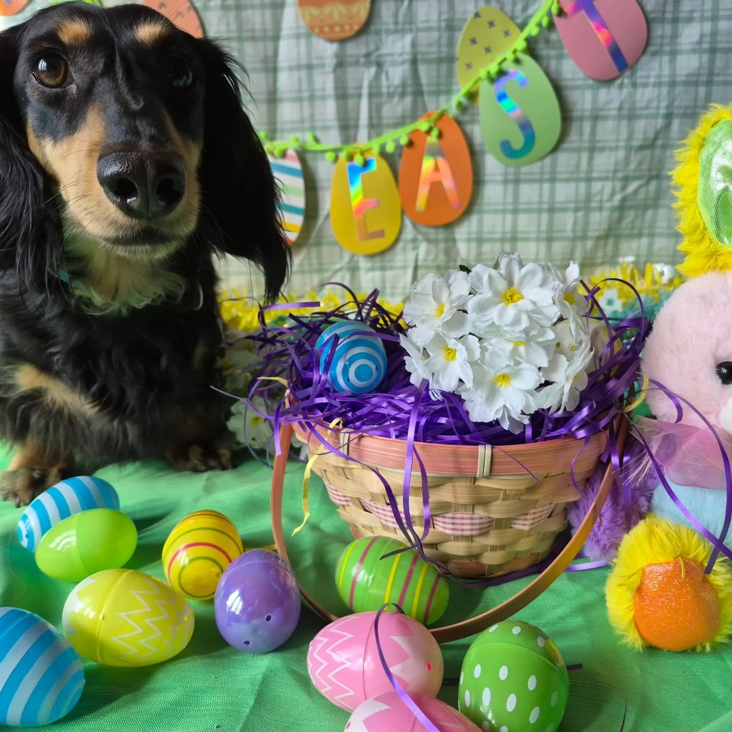 A very Hoppy Easter from Embark 🐣🐇
Featuring Waffles, Salchy, Christopher,
Piper, Zya, Chicho, Maisie, Maple, Cala,
Archie, Cooper, Finn, Sophie, Roxy

#easter #Embarkdaycare #Portmoodydogs
#PortMoodyBC #coquitlambc