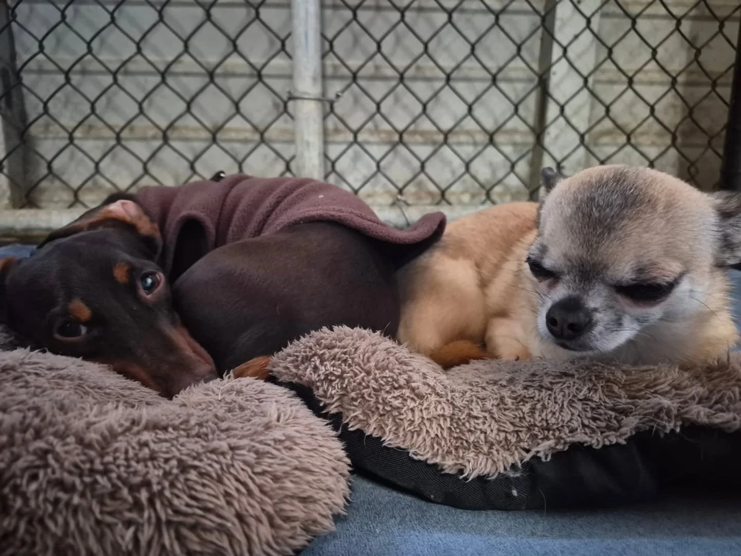 Cuddle Buddies❤️

#Embarkdaycare #PortMoodyBC #doggydaycare #coquitlambc 
#cuddlebuddy