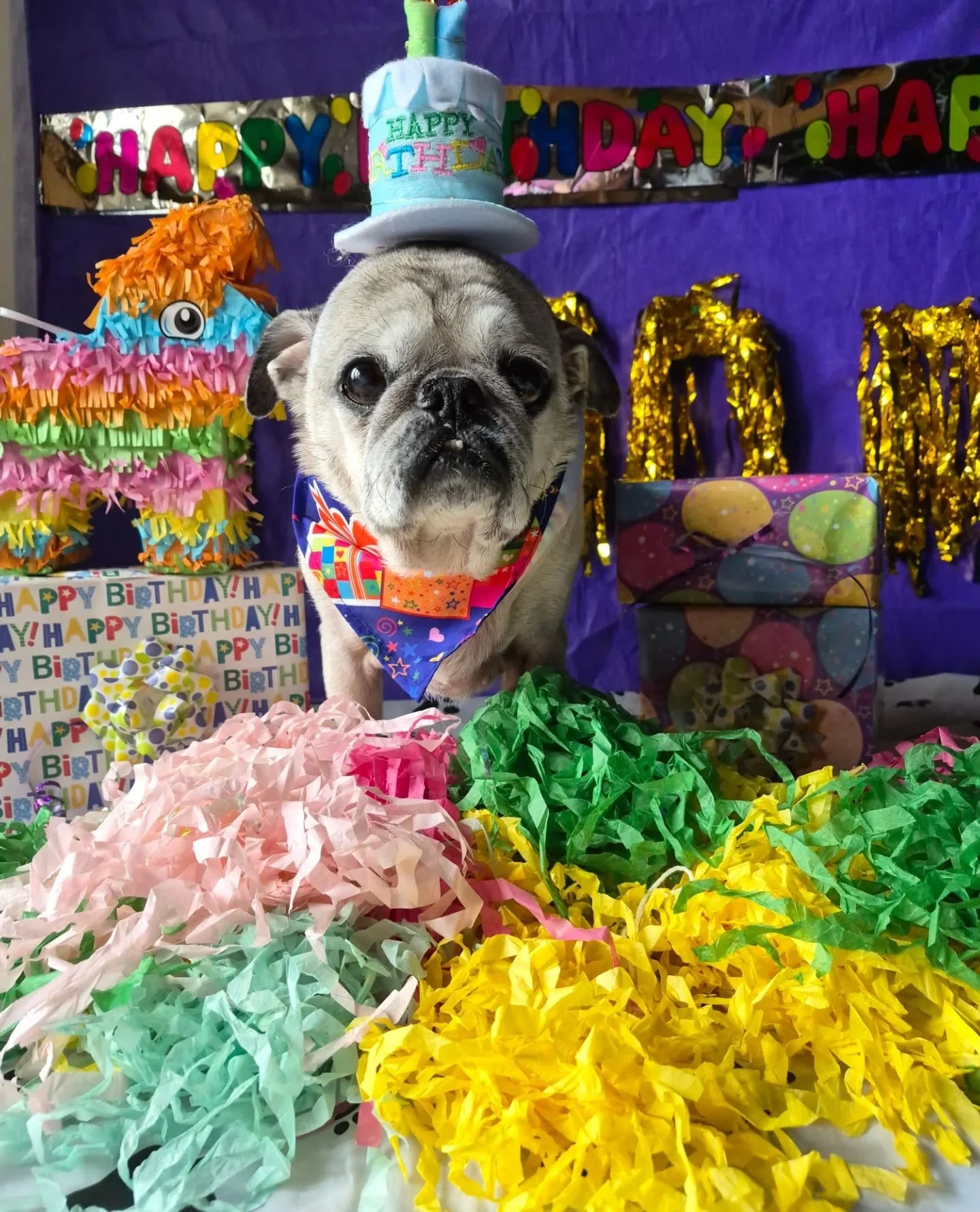 Happiest of Happy Birthdays 
to our April pups Bodhi and Arthur 🎂🥳🎉🎈
 
#happybirthday #Embarkdaycare
#PORTMOODYDOGS #PortMoodyBC
#coquitlam