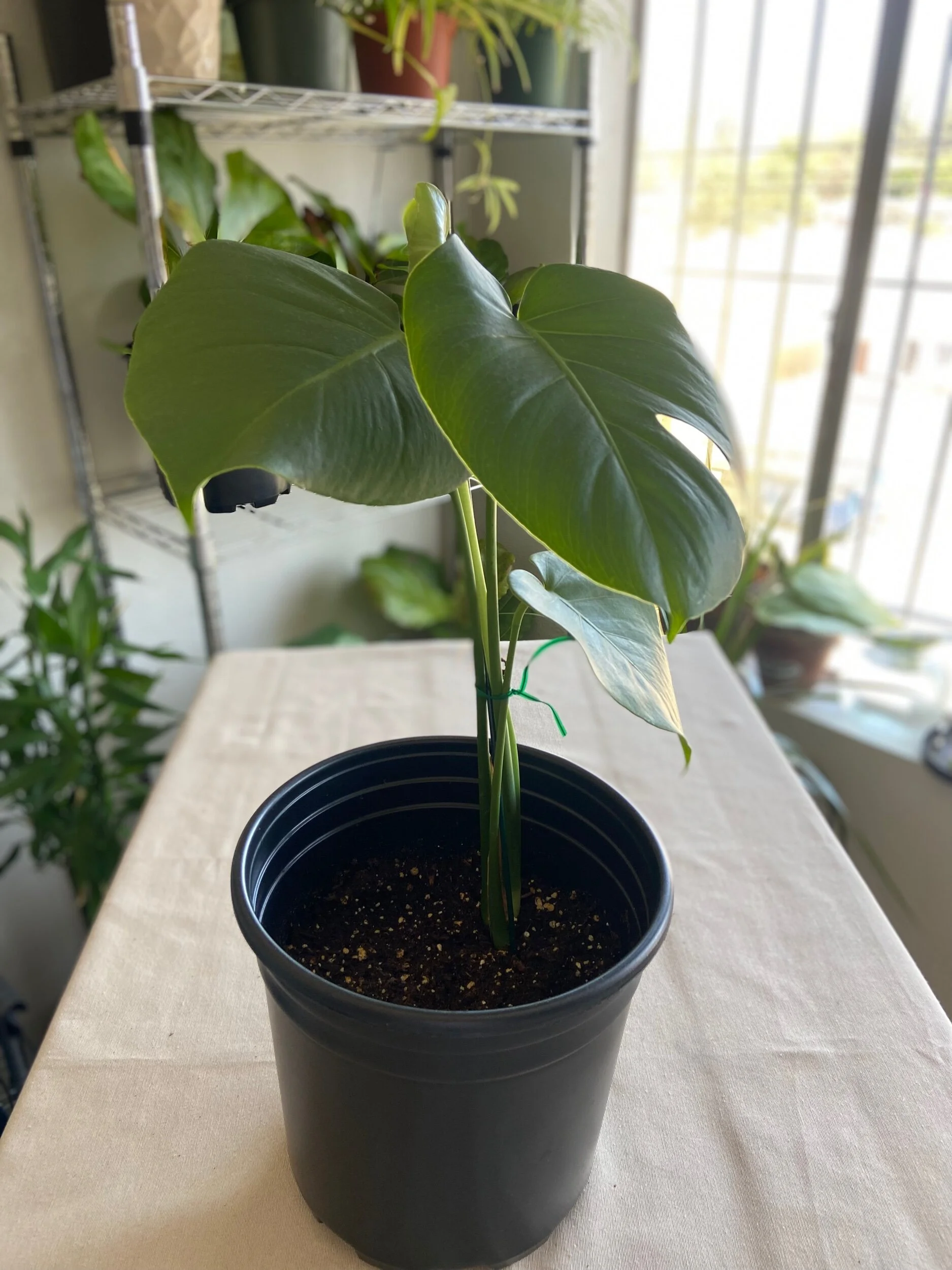 F5A67729-2475-4B29-A8E9-FDB53357EDEB