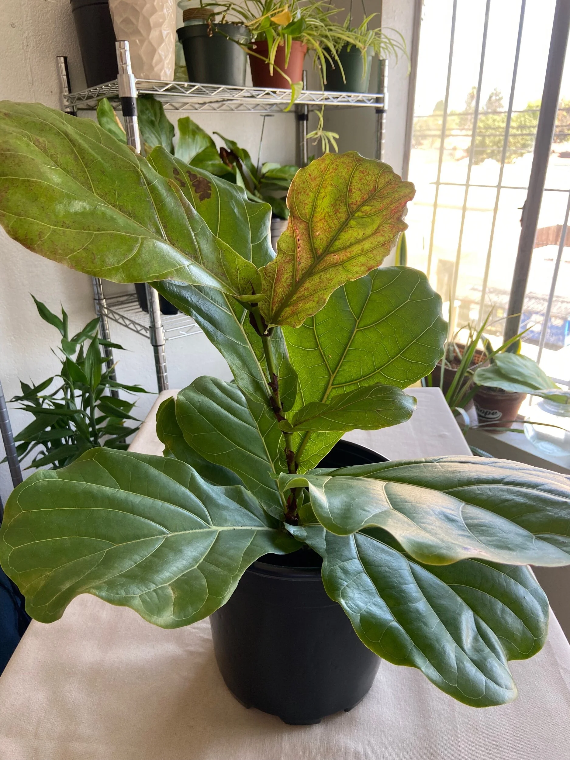 94AA3A4A-525F-48F7-92EA-CB21AD9EDA33