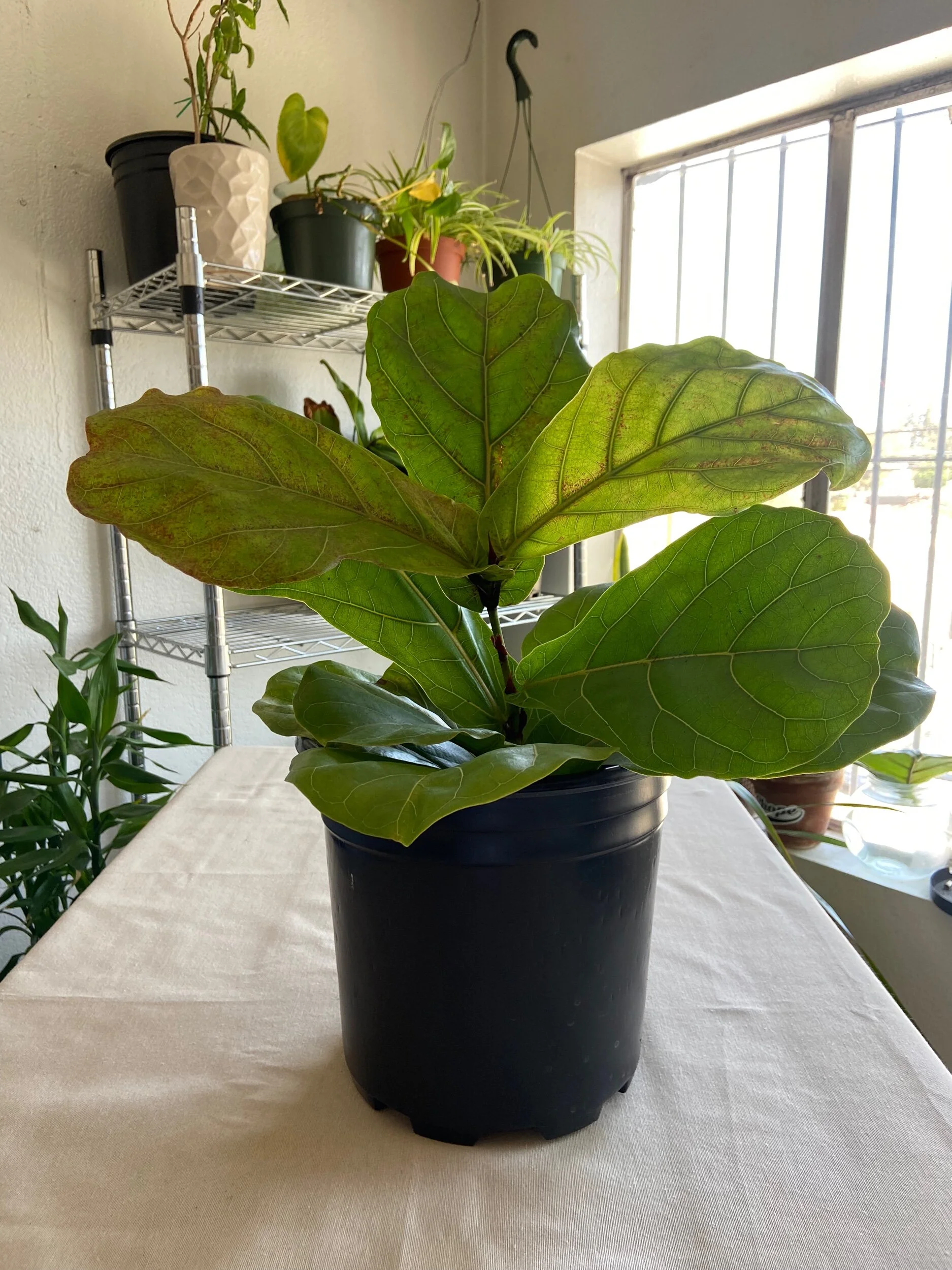 C9312439-75C4-46E2-AA84-A92DCE3AC152