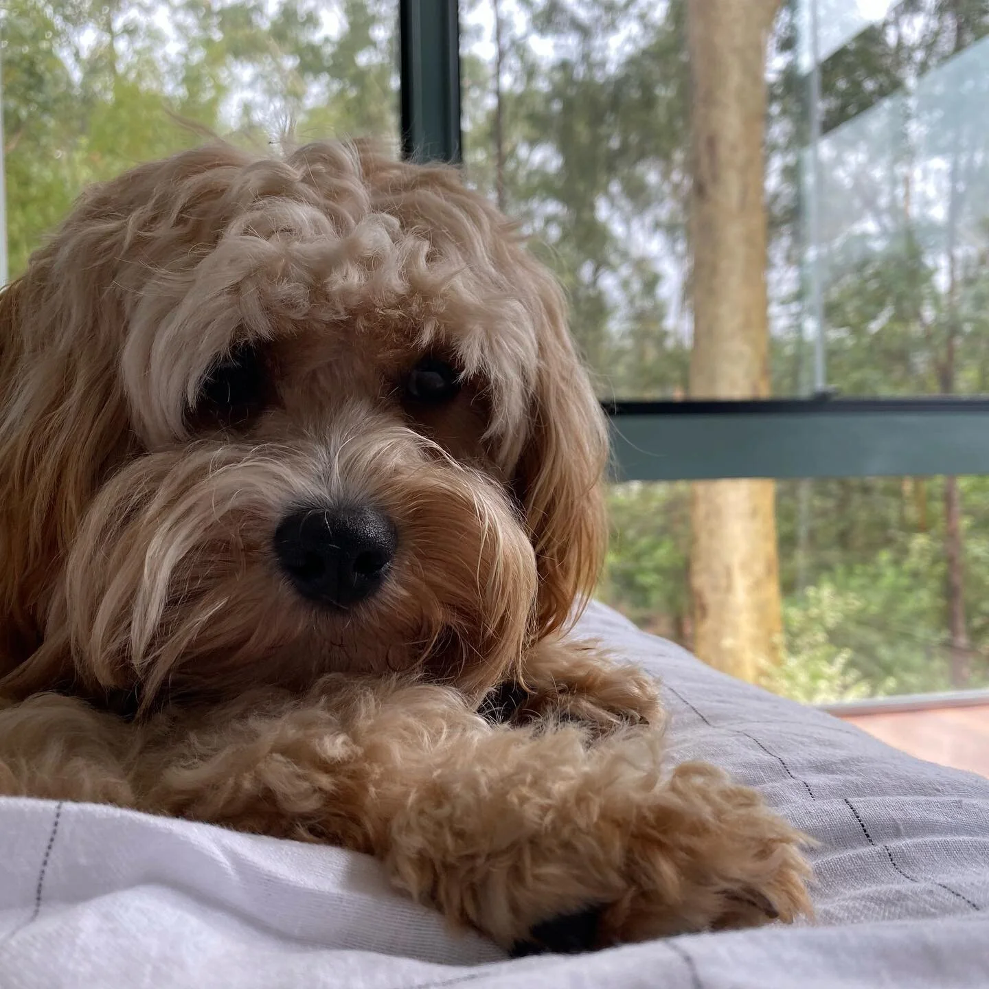 My loyal assistant.. a study in tonal colour + texture 🤣 ... The rain has made everything so perfectly green outside 🍃