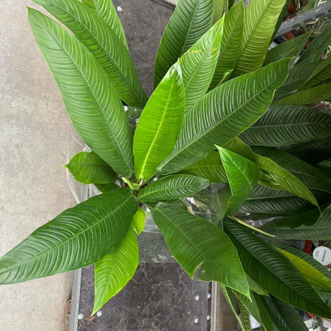 🌿 PLANT IN THE SPOTLIGHT: Philodendron Campii 'Lynette' 🌿

Another week, another beautiful Philodendron. Unlike most of them, this one doesn't climb. And have you ever seen such beautiful curves on a leaf?! We simply love it. 💚

👉👉👉 Scroll alon