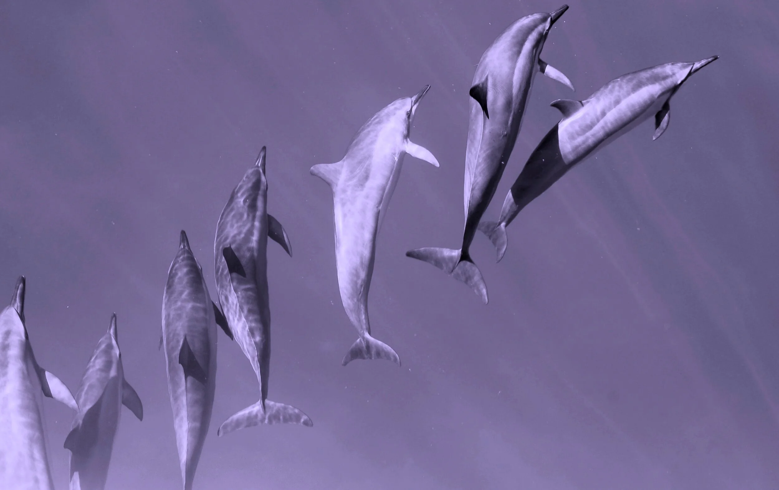 LR The Flipper Club Dolphins lilac_Home page.jpeg