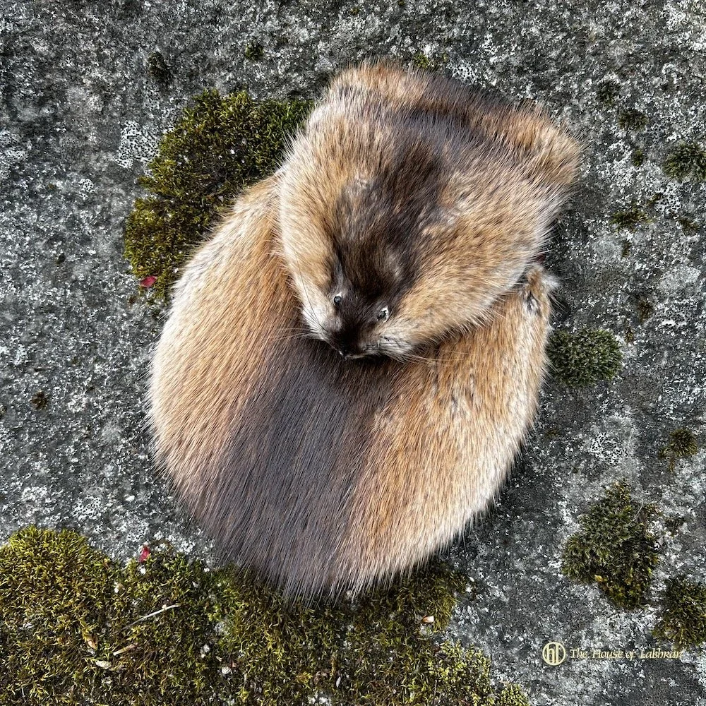 Semi Dress Otter Style Musquash Sporran