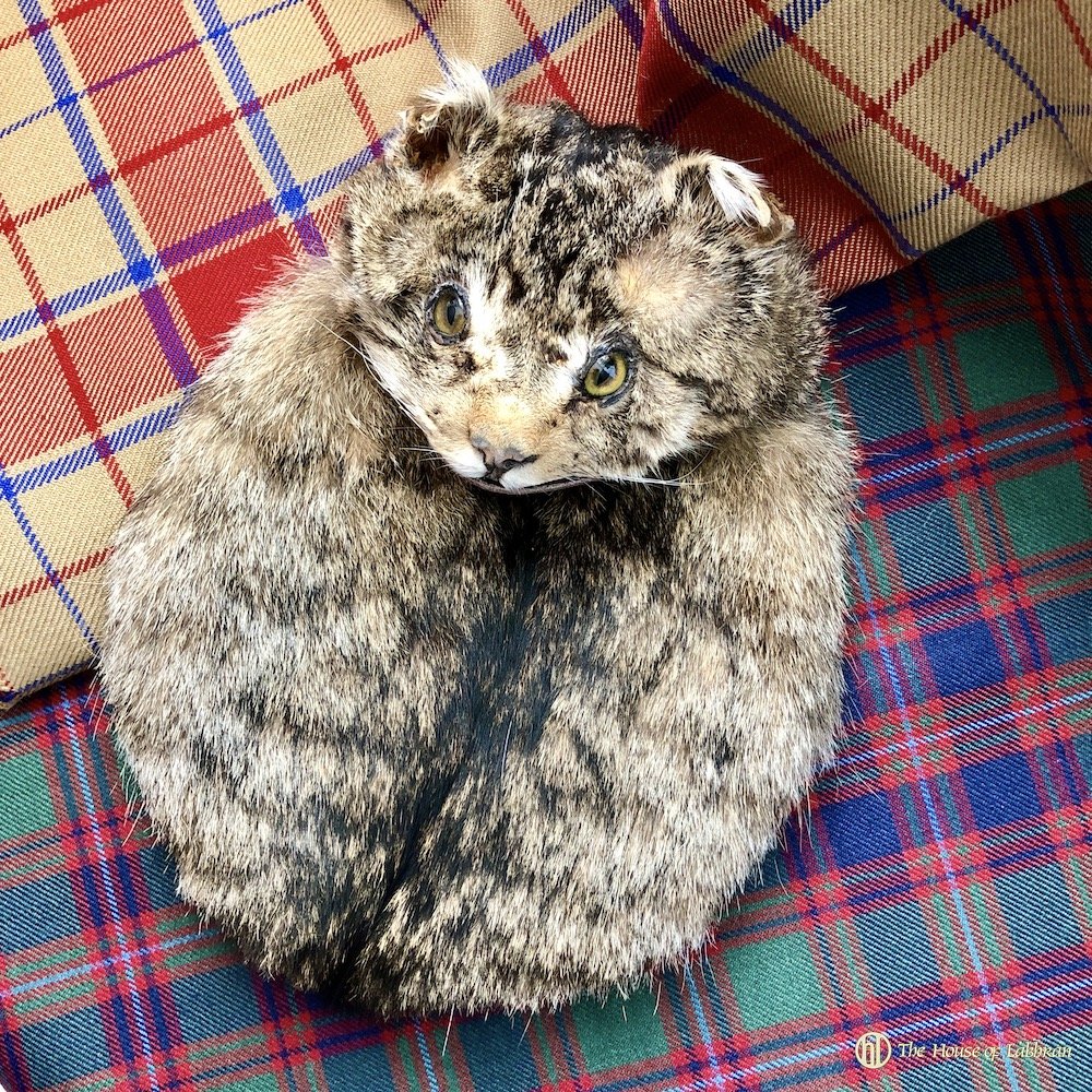 Restored Vintage Scottish Wildcat Sporran