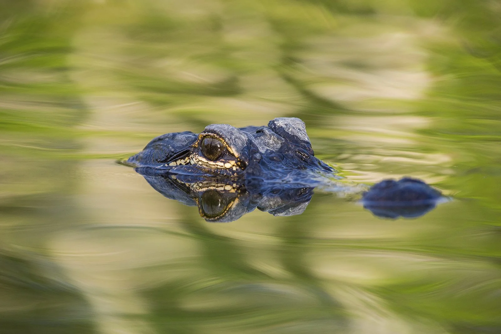 Big Cypress Photography Expedition — January 2027