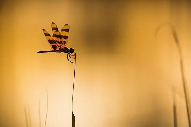 As a landscape photographer, I am often hyper-focused on the “big picture.” Sometimes though, I slow down enough to pay attention to the details of nature. It’s always rewarding. #nomadlife #ontheroad #nationalparkgeek