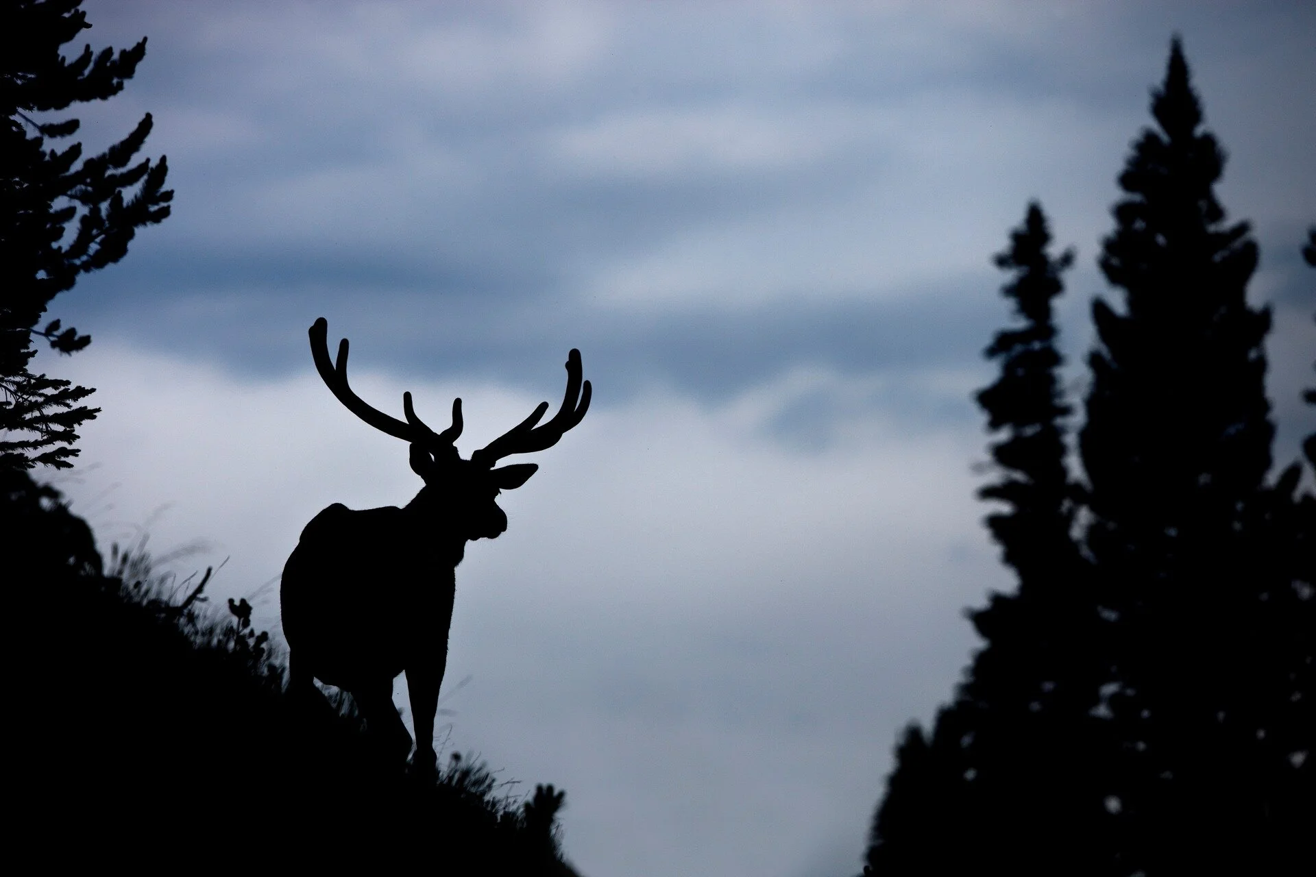 Silhouette of a deer with antlers against a cloudy sky background, surrounded by trees.