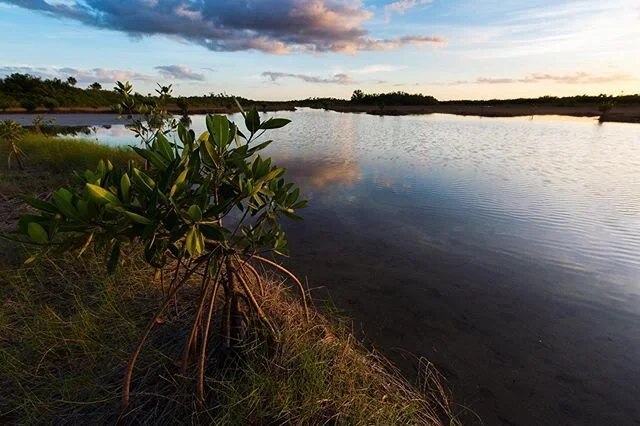 Mangrove sunsets. #nomadlife #ontheroad