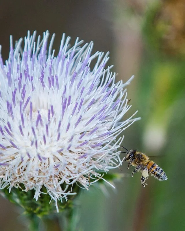 Successful pollinator. #nomadlife #ontheroad #nationalparkgeek