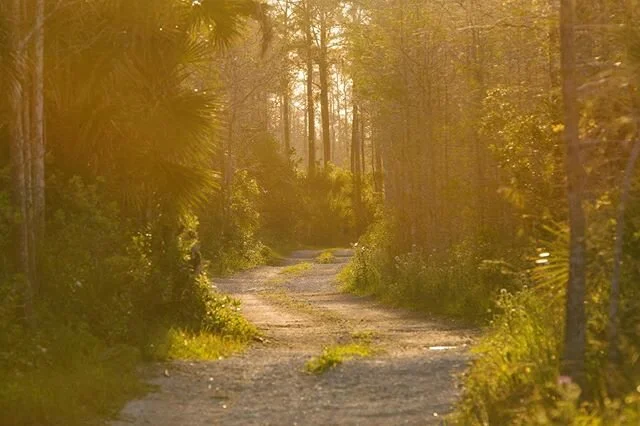 Sunny dirt road walks. #nomadlife #ontheroad
