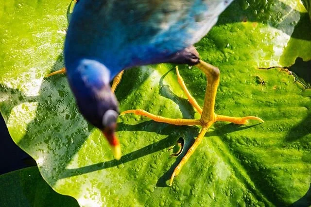 Look at this crazy creature’s feet! The purple gallinule uses these large, spread out digits to distribute its weight while running across water lilies and other floating vegetation in search of food. #nomadlife #ontheroad #nationalparkgeek