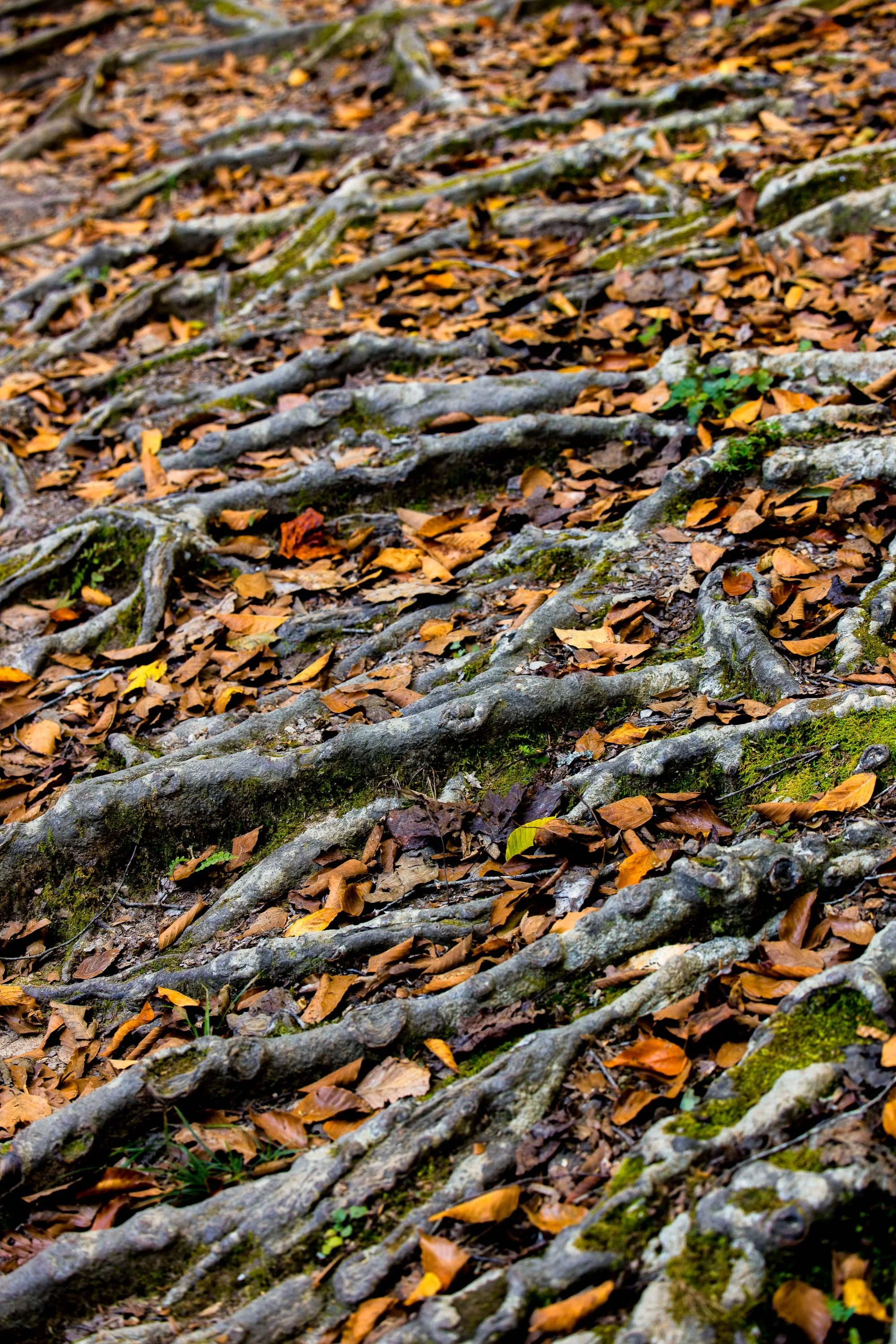 ARS_MID-TN_20251016_9476-Edit.jpg