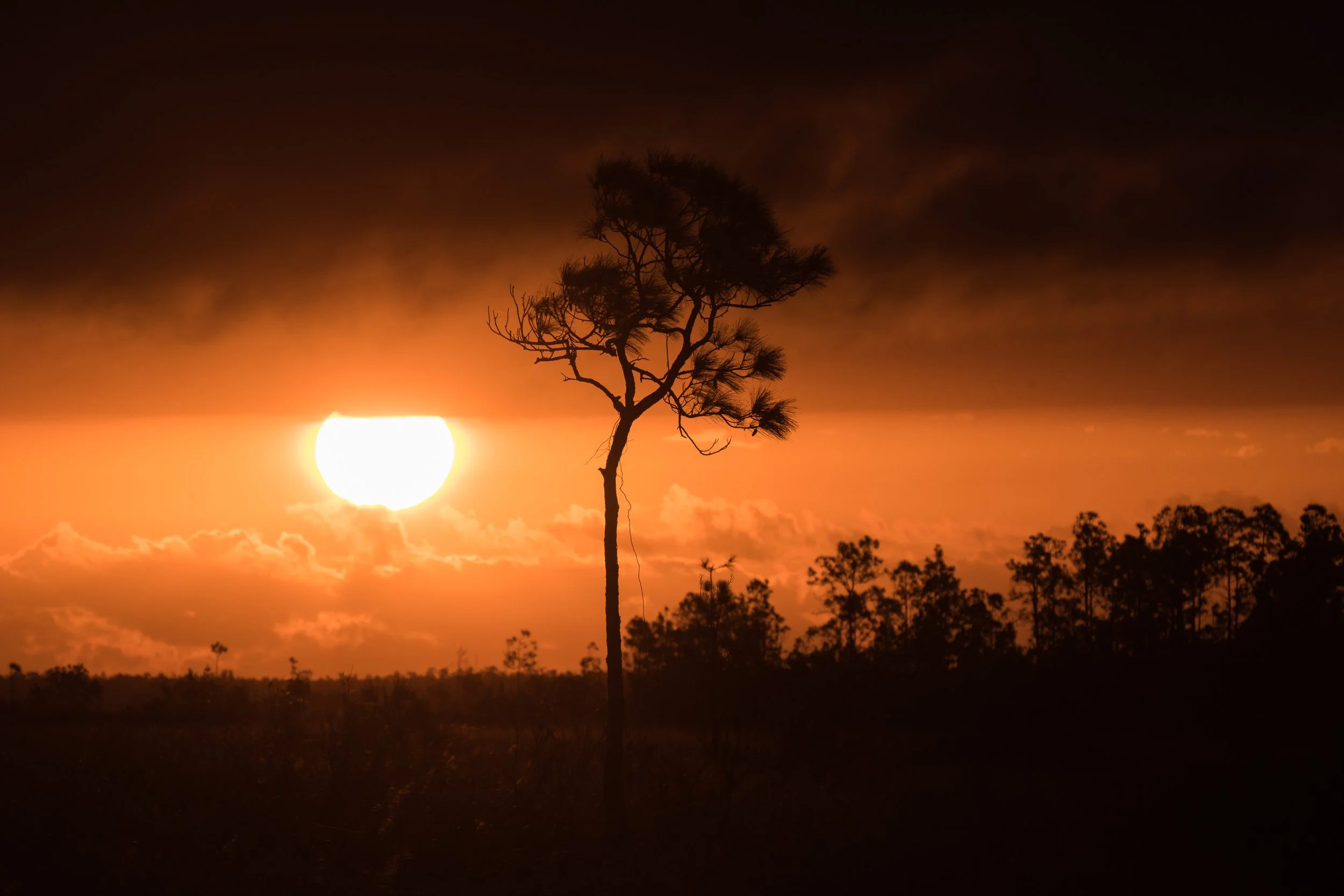 Everglades Photography Expedition — January 2027