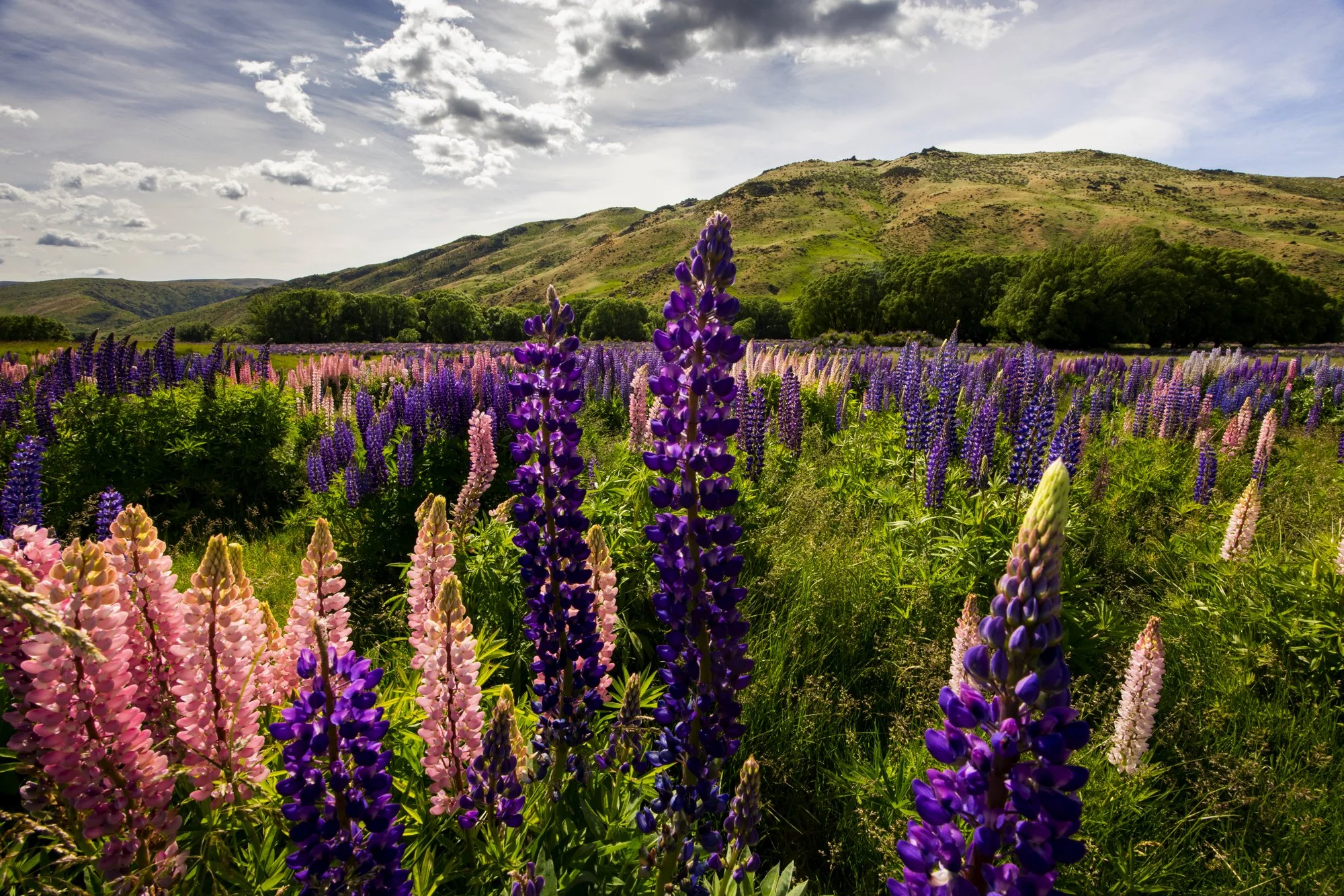 ARS_NZ_20251204_3076.jpg