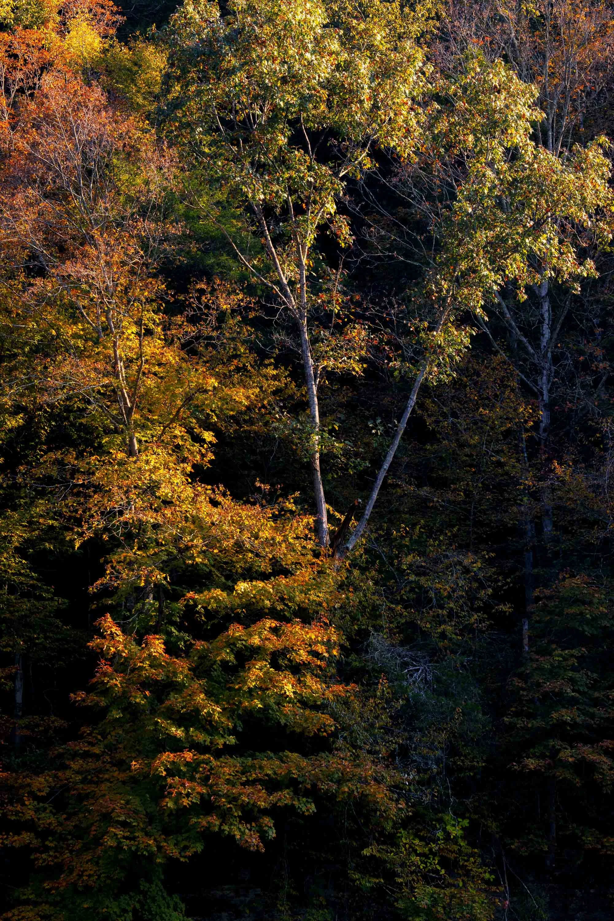 ARS_MID-TN_20251018_9866-Edit.jpg