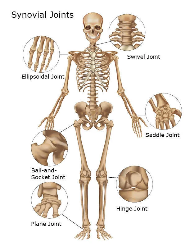 Saddle Joint In The Human Body