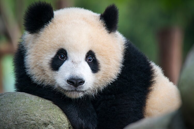 Panda Diplomacy