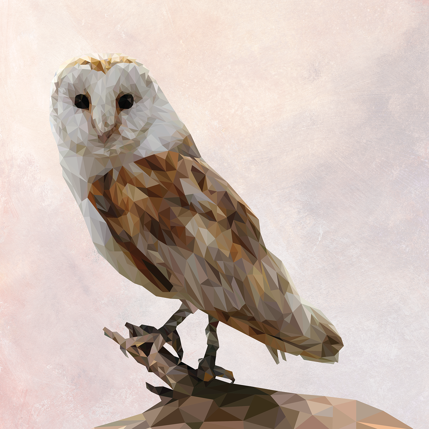 BarnOwl_Square.png
