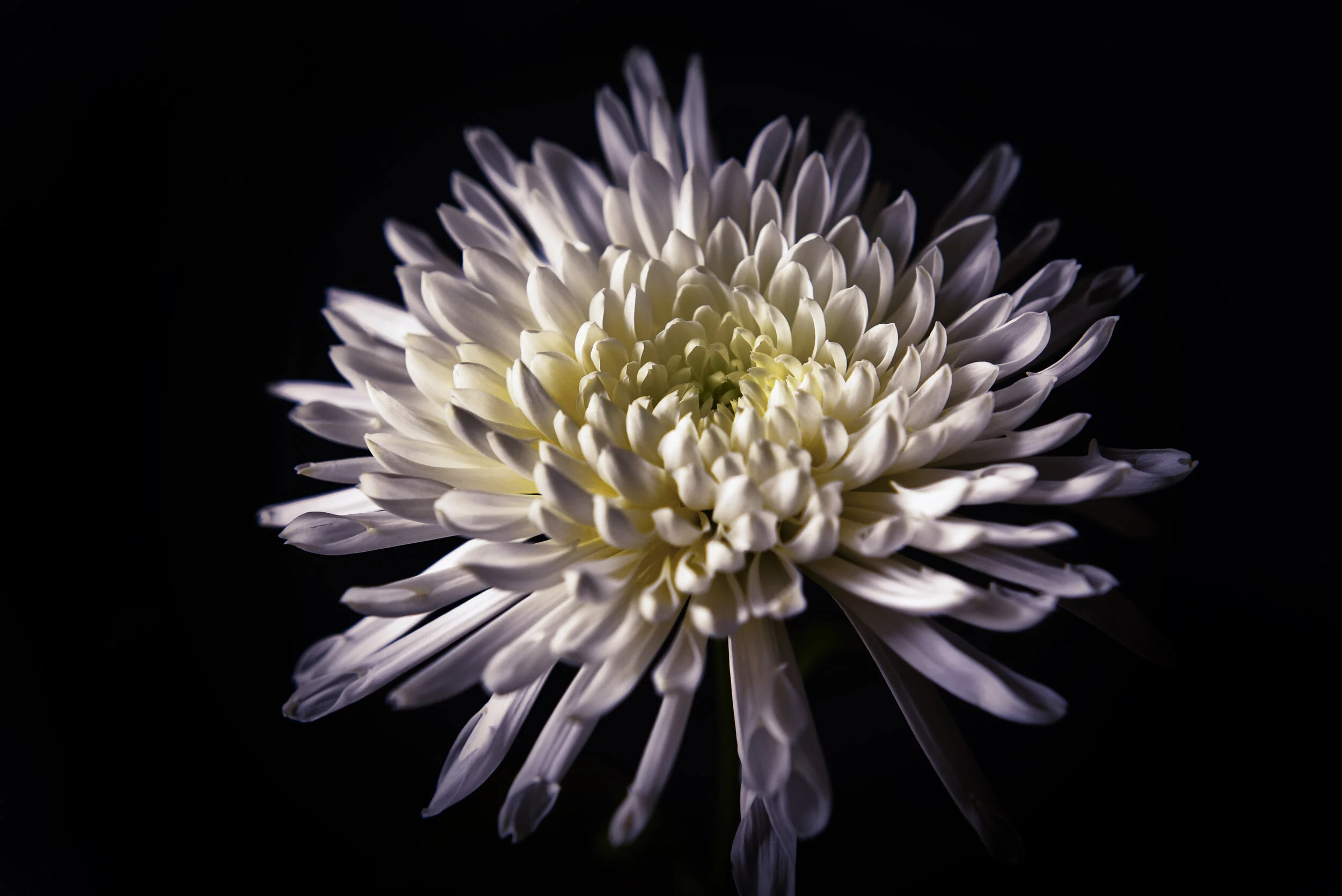 Chrysanthemum.jpg