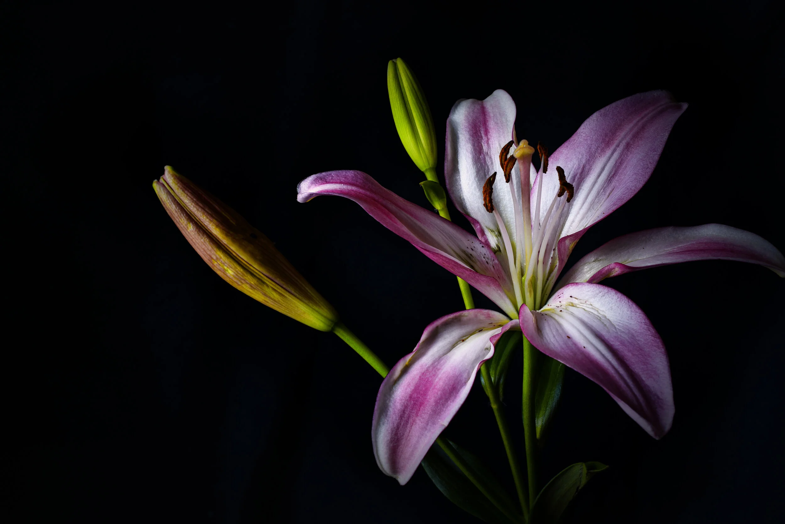 Lily2.jpg