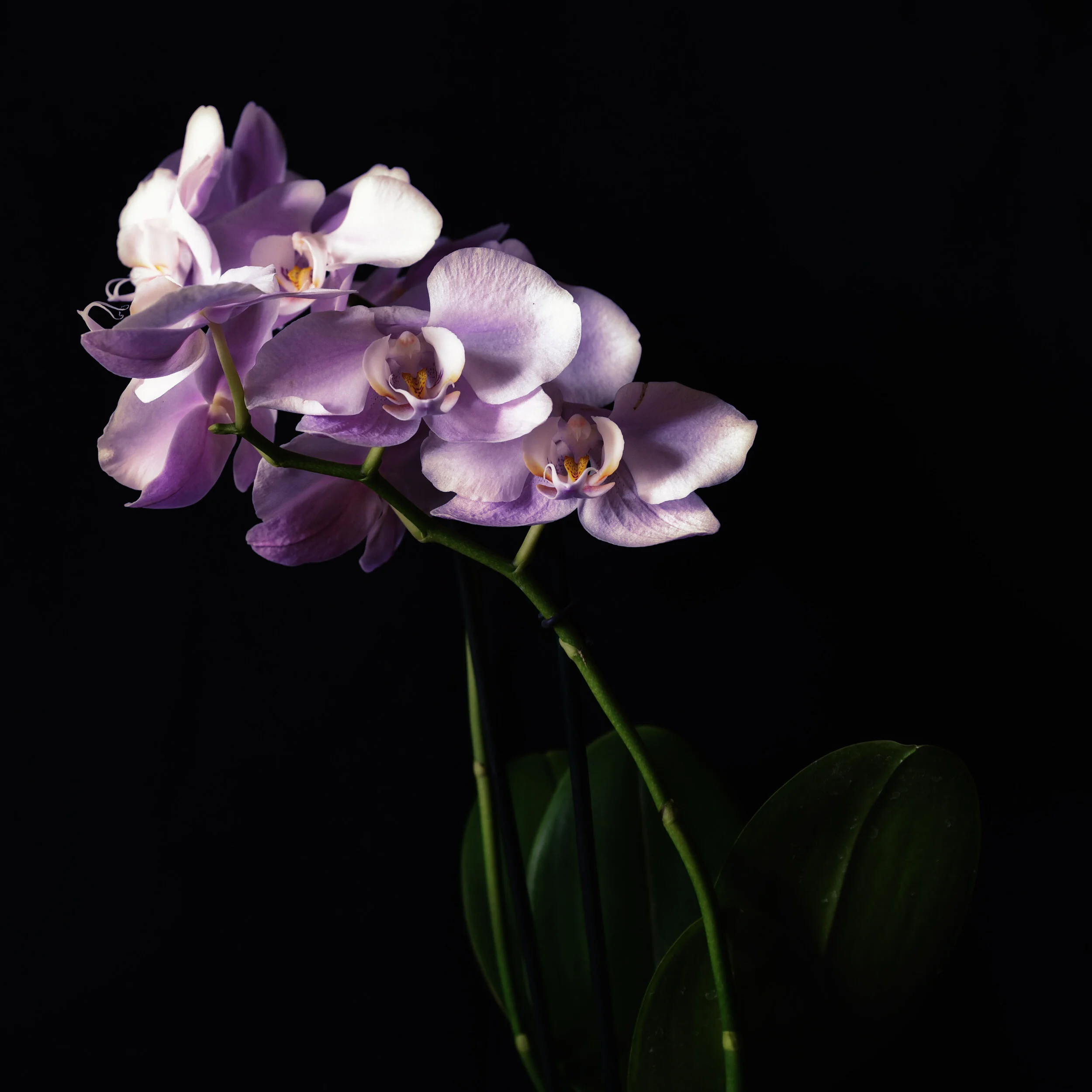 Orchid Print