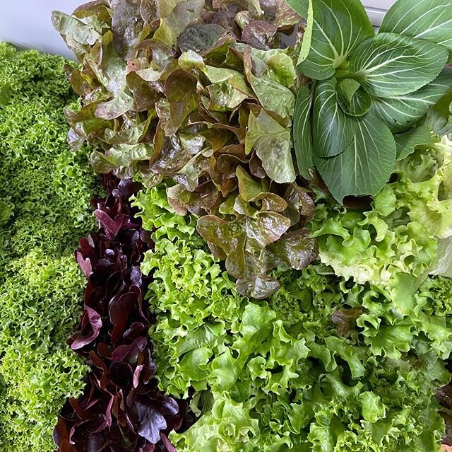 Organic hydroponic/acquaponic lettuce and bok choy grown from @olootepesfarm #organicfarming now available #organicgreens #acquaponica🐟🌱 #stayhealthy #staysafe