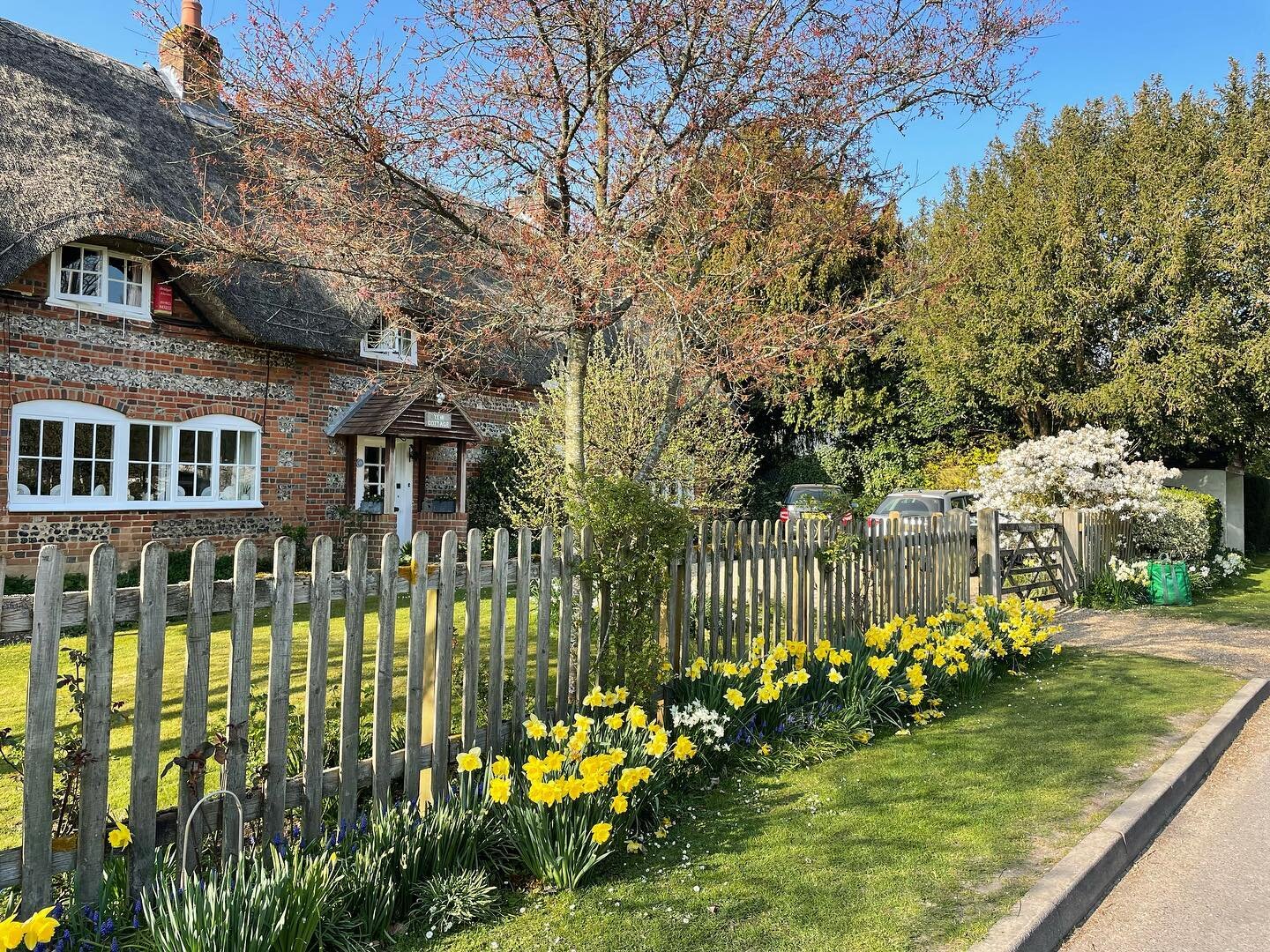 Spring is in the air! It is such a pleasure watching the bulbs pop up and flower. #springflowers #thatchedstraw #thatchedcottage #thatchedbedandbreakfast #daffodils #magnolia #villagelife
