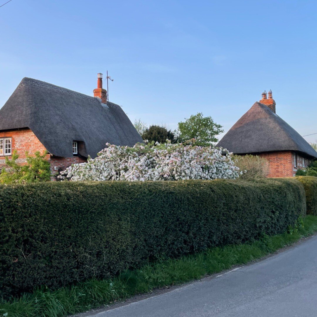 Thatches and Blossom. #happiness #thatchedcottage #thatchroof #blossomtree #blossomwatch #thatchandblossom #villageviews
