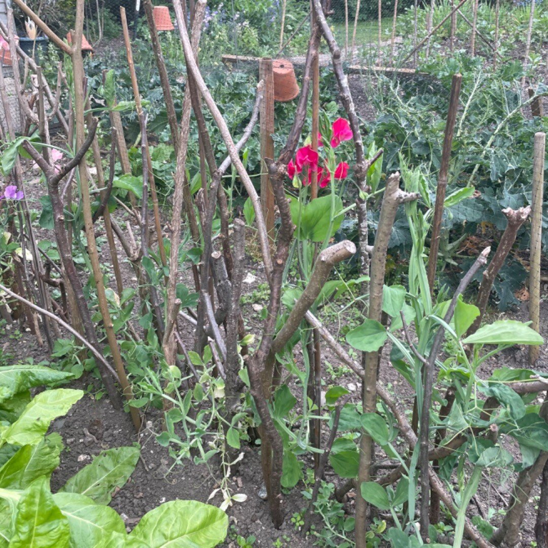 Sweet peas are something we really look forward to each summer. When in bloom we add little vases of them to each room for our guests to enjoy their subtle but heavenly scent. It is so exciting to have had the first few flowers already. #sweetpeas #c