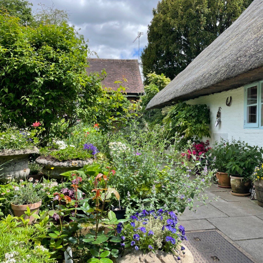 Our red, white and blue flowers are beginning to bloom. #longparishjubilee celebrations are beginning! #villagestreetparty #thatchedcottage #thatchedcottagestay #jubileeflowers #englishgarden #platinumjubilee #longmayshereign